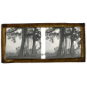 Laos: Banyan Trees (Vintage Stereo Glass Plate ~1920s/1930s)