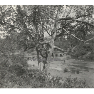 Laos: Flamboyant Tree / River - Bridge (Vintage Stereo Glass Plate ~1920s/1930s)