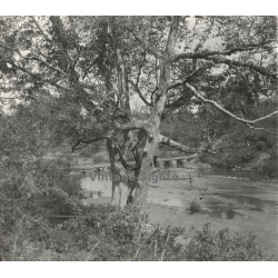 Laos: Flamboyant Tree / River - Bridge (Vintage Stereo Glass Plate ~1920s/1930s)