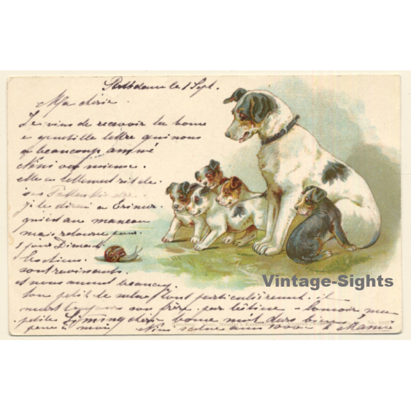 Terrier Family Looking At Snail / Dogs (Vintage PC 1899)
