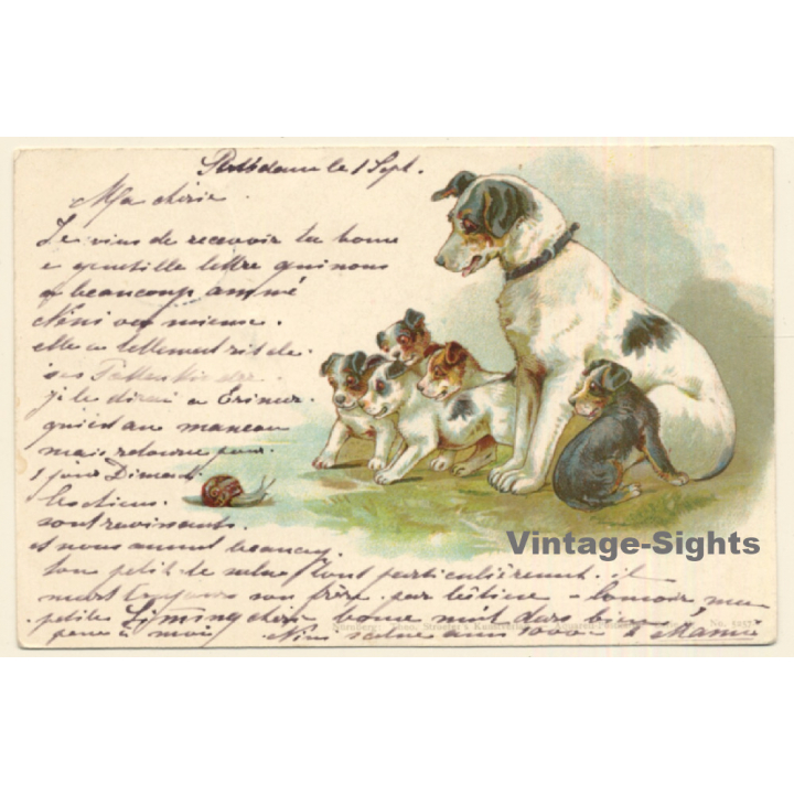 Terrier Family Looking At Snail / Dogs (Vintage PC 1899)