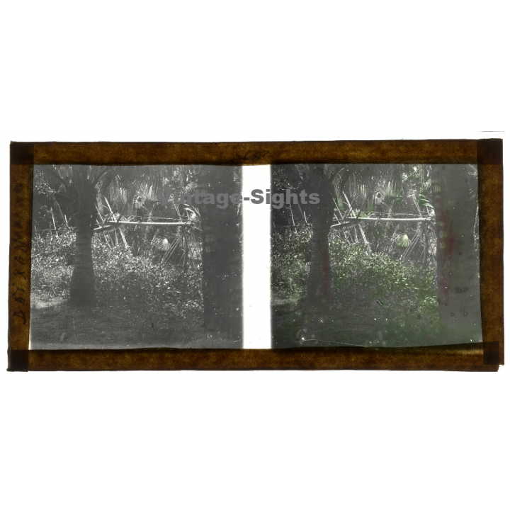 Bãi Xan / Vietnam: Native Woman On Jungle Bridge (Vintage Stereo Glass Plate ~1920s/1930s)