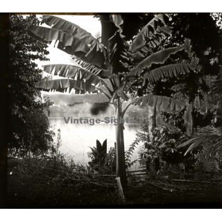 Indochina: Banana Tree On Rivershore / Musa (Vintage Stereo Glass Plate ~1920s/1930s)