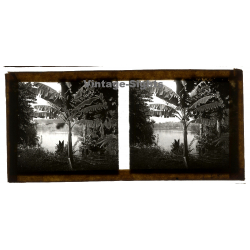 Indochina: Banana Tree On Rivershore / Musa (Vintage Stereo Glass Plate ~1920s/1930s)