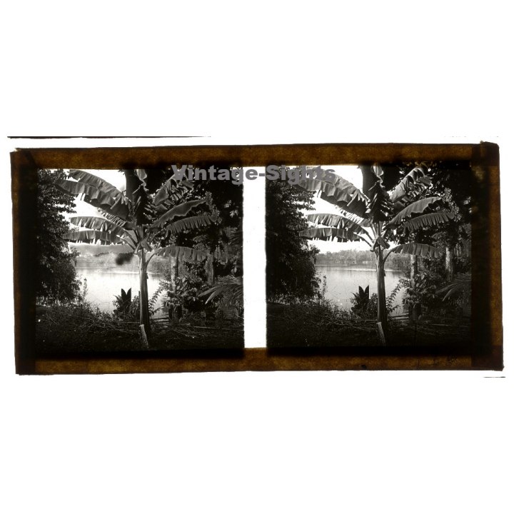 Indochina: Banana Tree On Rivershore / Musa (Vintage Stereo Glass Plate ~1920s/1930s)