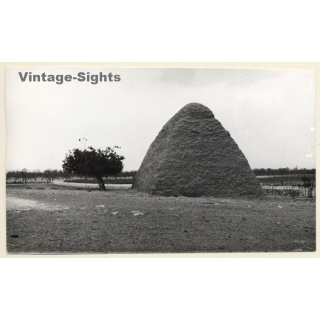 Mallorca: Huge Haystack - Hacina Del Heno (Vintage Photo ~1960s)