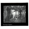 Bolivia: Rio Piray (Pirai) - Amazonas - Rain Forest (Vintage Glass Plate ~1920s/1930s)