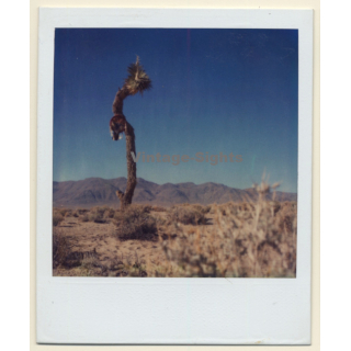 Photo Art: Joshua Tree (Vintage Polaroid SX-70 1980s)