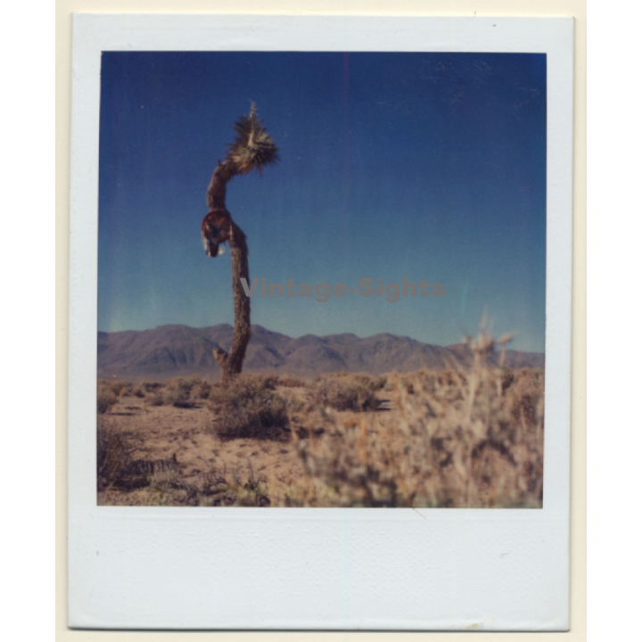 Photo Art: Joshua Tree (Vintage Polaroid SX-70 1980s)