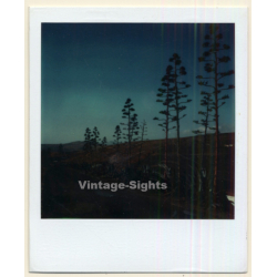 Photo Art: Lonely Trees In The Dusk (Vintage Polaroid SX-70 1980s)