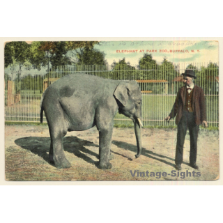 New York / USA: Elephant At Park Zoo, Buffalo, N.Y. (Vintage PC 1909)