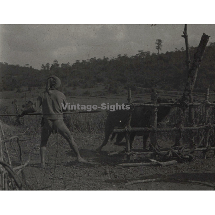 Vietnam: Native Moï With Spear About To Stab A Cow (Vintage Stereo Glass Plate ~1920s/1930s)