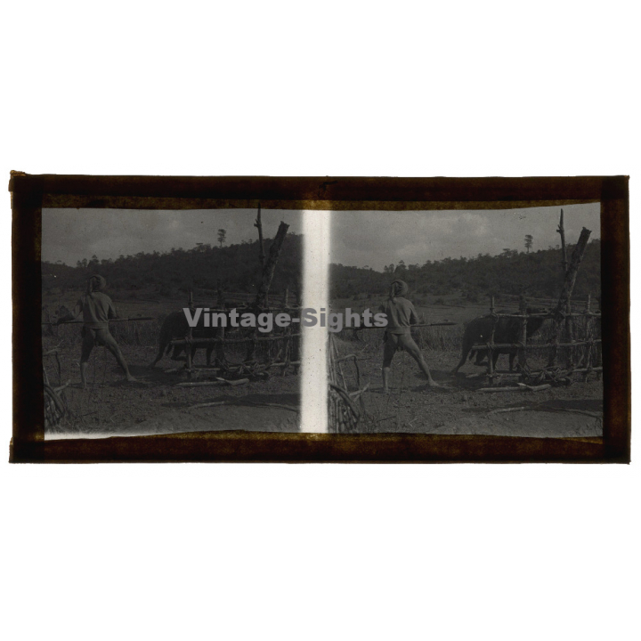 Vietnam: Native Moï With Spear About To Stab A Cow (Vintage Stereo Glass Plate ~1920s/1930s)