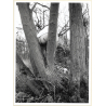 Artistic Erotic Study: Nude Female's Butt Between Trees / Forest (Vintage Photo France 31 x 23 CM 1980s)