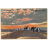 Lehnert & Landrock N°795: Samoun / Camels - Desert (Vintage PC 1918)