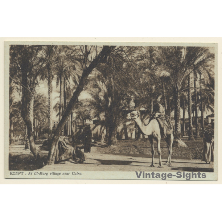 Egypt: El-Marg Village near Cairo / Camel (Vintage PC 1910s/1920s)