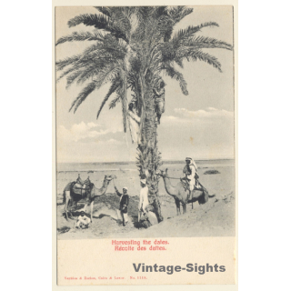 Egypt: Harvesting The Dates / Camels (Vintage PC 1910s)