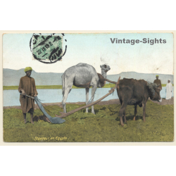 Egypt: Camel & Ox Plow / Agricultur (Vintage PC 1913)
