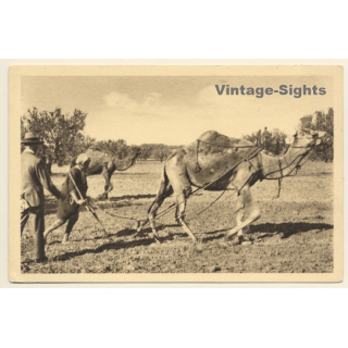 Tunisia: Binage des Oliviers / Camel Plucks Field (Vintage PC 1910s/1920s)