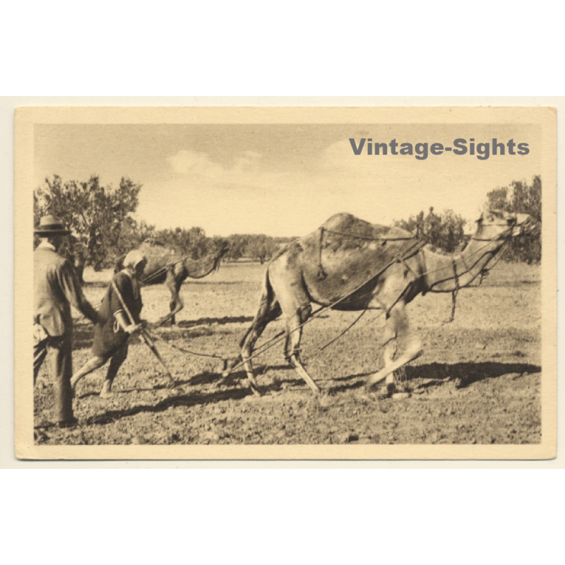 Tunisia: Binage des Oliviers / Camel Plucks Field (Vintage PC 1910s/1920s)