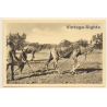 Tunisia: Binage des Oliviers / Camel Plucks Field (Vintage PC 1910s/1920s)