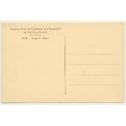 Tunisia: Binage des Oliviers / Camel Plucks Field (Vintage PC 1910s/1920s)