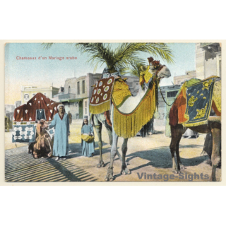 Maghreb: Chameaux d'un Mariage Arabe / Camel (Vintage PC ~1910s)
