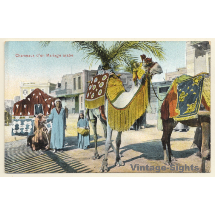 Maghreb: Chameaux d'un Mariage Arabe / Camel (Vintage PC ~1910s)