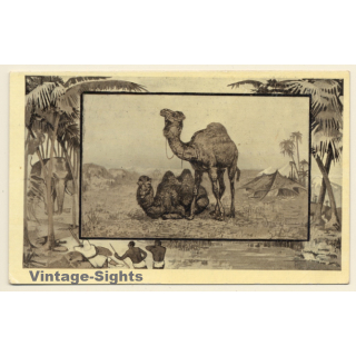 Camel & Dromedary (Vintage Artist PC J.MINTZ 1909)