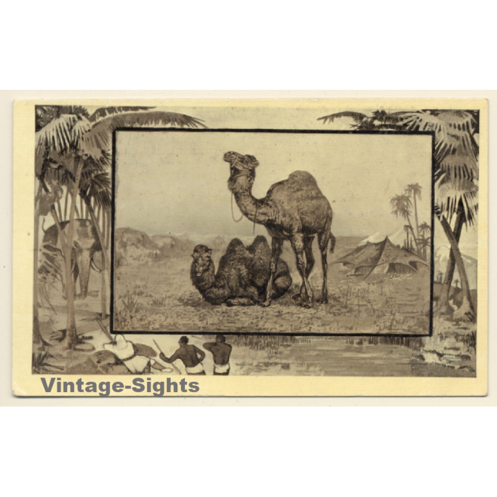 Camel & Dromedary (Vintage Artist PC J.MINTZ 1909)