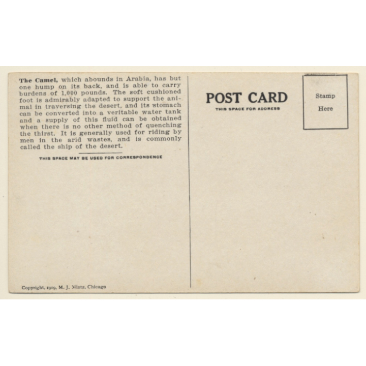 Camel & Dromedary (Vintage Artist PC J.MINTZ 1909)