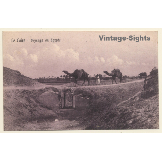 Cairo: Camels crossing the road near Sakkarah (Vintage PC 1913)