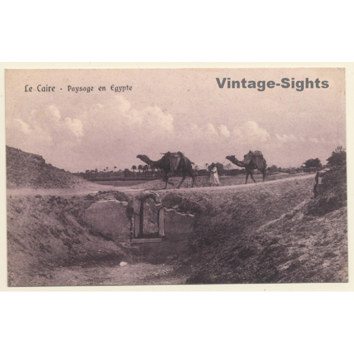 Cairo: Camels crossing the road near Sakkarah (Vintage PC 1913)