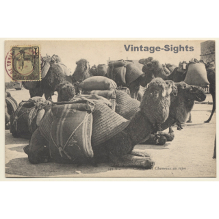 Tunisia: Caravanne de Chameaux au repos / Camels (Vintage PC 1906)