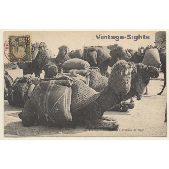 Tunisia: Caravanne de Chameaux au repos / Camels (Vintage PC 1906)