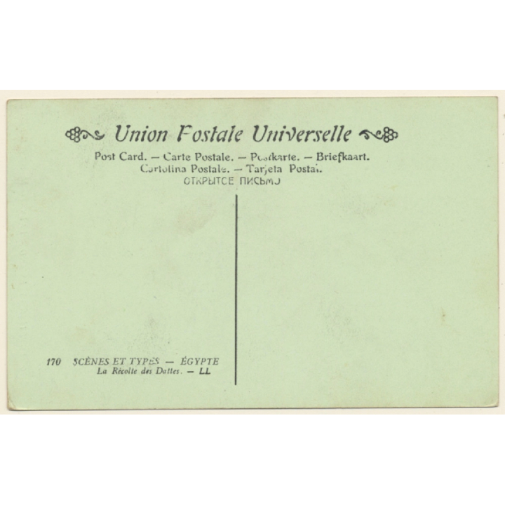 Egypt: Harvest of Dates / Camel - Palm Tree (Vintage PC 1910s/1920s)