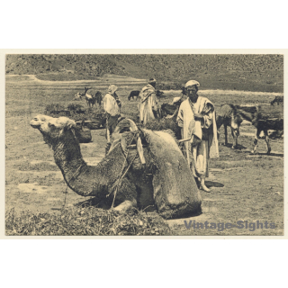 Marrakesh / Morroco: Dans le Bled - Camel Caravan (Vintage PC 1910s/1920s)