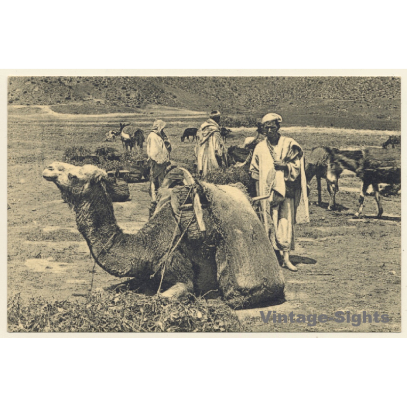 Marrakesh / Morroco: Dans le Bled - Camel Caravan (Vintage PC 1910s/1920s)