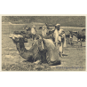Marrakesh / Morroco: Dans le Bled - Camel Caravan (Vintage PC 1910s/1920s)