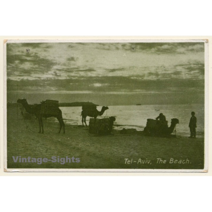 Tel-Aviv / Israel: Camels On Beach (Vintage RPPC 1920s/1930s)