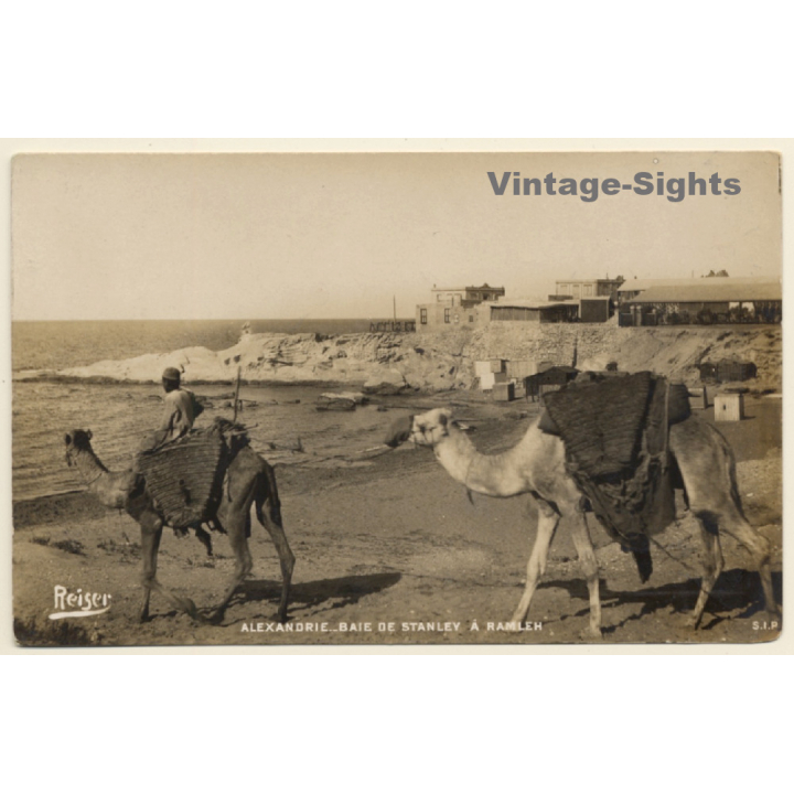 Alexandria / Egypt: Bay from Stanley to Ramleh / Camels (Vintage RPPC 1920s)