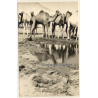 Egypt: Camel Herd at Waterhole / Pyramide (Vintage RPPC 1910s/1920s)
