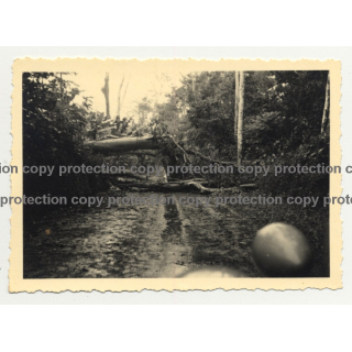 View Out Of Oldtimer On To Jungle Road & Fallen Tree  - Congo? (Vintage Photo B/W 30s/40s)