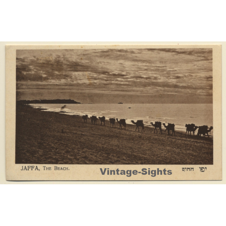 Jaffa - Tel Aviv / Israel: The Beach - Camels (Vintage PC ~1920s)