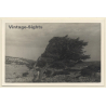 Rab / Croatia: Tree Heather in the Wind (Vintage RPPC 1937)