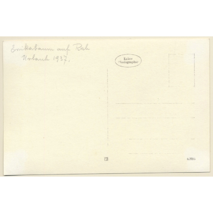 Rab / Croatia: Tree Heather in the Wind (Vintage RPPC 1937)