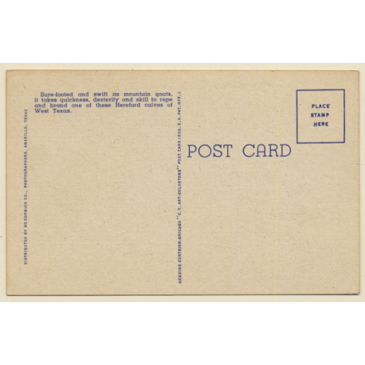 Cowboy Roping A Calf On A West Texas Ranch (Vintage Linen PC ~1940s)