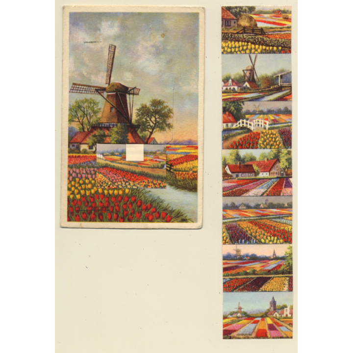 Dutch Windmill & Tulips (Vintage Liporello PC 1954)