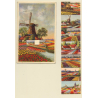 Dutch Windmill & Tulips (Vintage Liporello PC 1954)