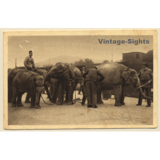 Circus Willy Hagenbeck: Elefanten Transport / Gross Raubtierschau(Vintage PC)